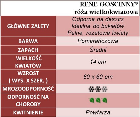 Rene Goscinny róże wielkokwiatowe